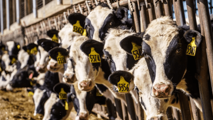 Outside Reading — Leche edition